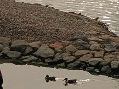 -深圳湾公园(南山区)