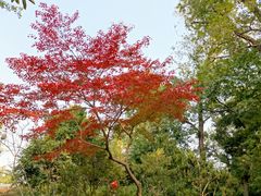 -杨招娣糕点(装驾桥巷店)