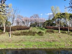-羊山湖公园