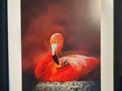 -罗红摄影艺术馆