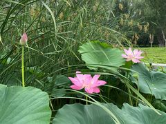 -莲花池公园