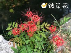 -金陵矩阵(聚宝山公园店)