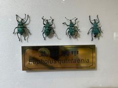 -上海昆虫博物馆