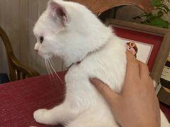 -豌豆小院咖啡馆