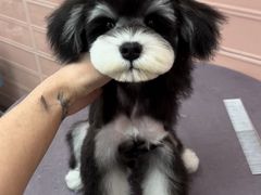 -FAELING PETS美天灵宠物(合生汇店)