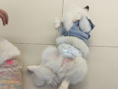 -怪兽屋·羊驼·猫咖·狗咖(俊华广场店)