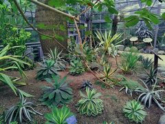 -南山植物园