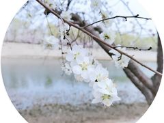 -桃花堤公园