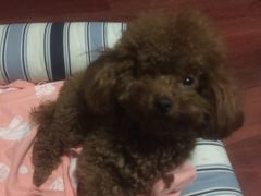 -瑞鹏宠物医院·爱宠堂·骨外专科(西荷分院)