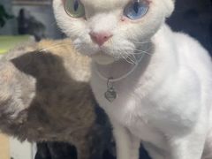 -琪喵猫屋·撸猫猫咖·猫舍
