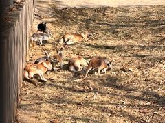 -合肥野生动物园