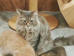 -楼上猫咖(罗湖店)