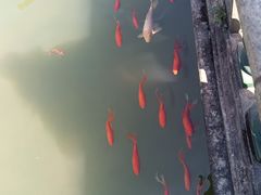 -碧江金楼
