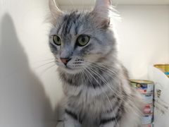 -李小姐の猫咖啡馆(五角场店)