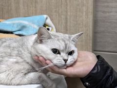 -北京观赏动物医院·24小时大型综合·猫专科·异宠专科
