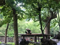 -都江堰中华大熊猫苑