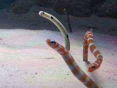 -暹罗海洋世界