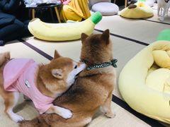 -逗柴咖啡屋·狗咖猫咖宠物桌游