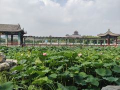 -莲花池公园