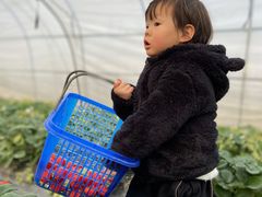 -小鱼草莓采摘园农家乐·小鱼餐厅