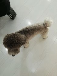 -柏姿舞蹈工作室