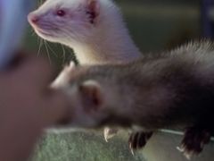 -青石桥花鸟鱼虫市场(叠翠城店)