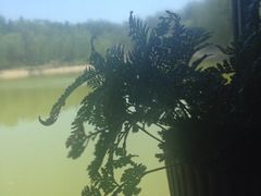 桌上的盆栽-榴莲咖啡馆