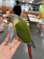 -Moni星球萌宠·小马宝莉·灵蛇·高端高阶全萌宠互动体验俱乐部(红豆国际广场店)