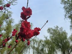 -莲花池公园