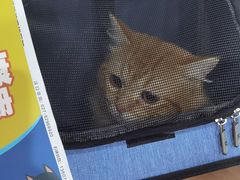-伟伟宠物医院·CT影像中心·瑞派犬猫综合性门诊(汉口总院)