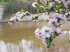-海棠花溪(元大都城垣遗址公园)