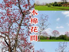 -海南霸王岭国家森林公园