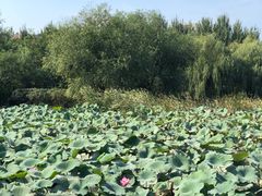 -前关湿地公园
