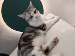 -飞行喵MR PILOT|猫舍·猫咖(静安大融城店)
