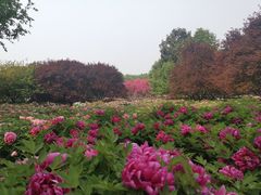 -洛阳市隋唐城遗址植物园