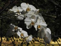 -莫里热带雨林景区