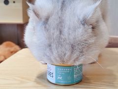 -绒爪撸猫下午茶·猫咖