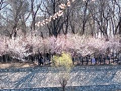 -桃花堤公园