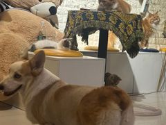 -平行世界·猫咖(首经贸店)