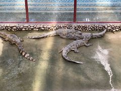 -呀路古热带植物园