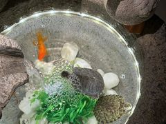 -轻语躺采·采耳·SPA(春熙路店)