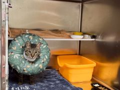 -凯特喵百思猫专科医院