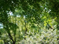 -上海共青森林公园