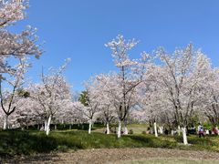 -径山花海