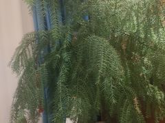 -杏花村水席楼·洛阳水席(老城十字街店)