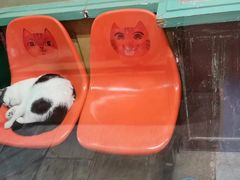 -猫咪博物馆(顶澳仔猫街店)