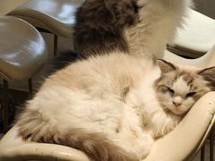 -飞行喵MR PILOT|猫舍·猫咖(静安大融城店)