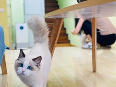 -猫十亿·布偶金渐层·曼基康矮脚猫舍(青年路店)