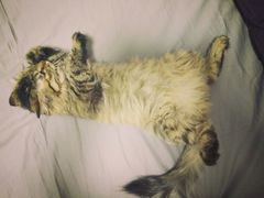 -宠爱国际动物医院· 猫科· 外科·中兽医(长白店)