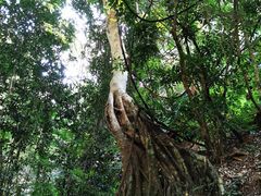 -西双版纳原始森林公园